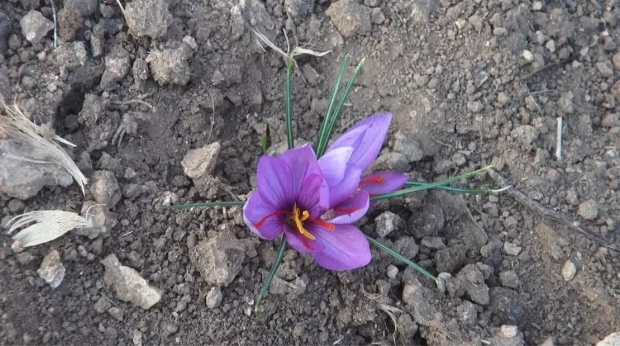 Gercüş’te Safran Üretimi Başlıyor