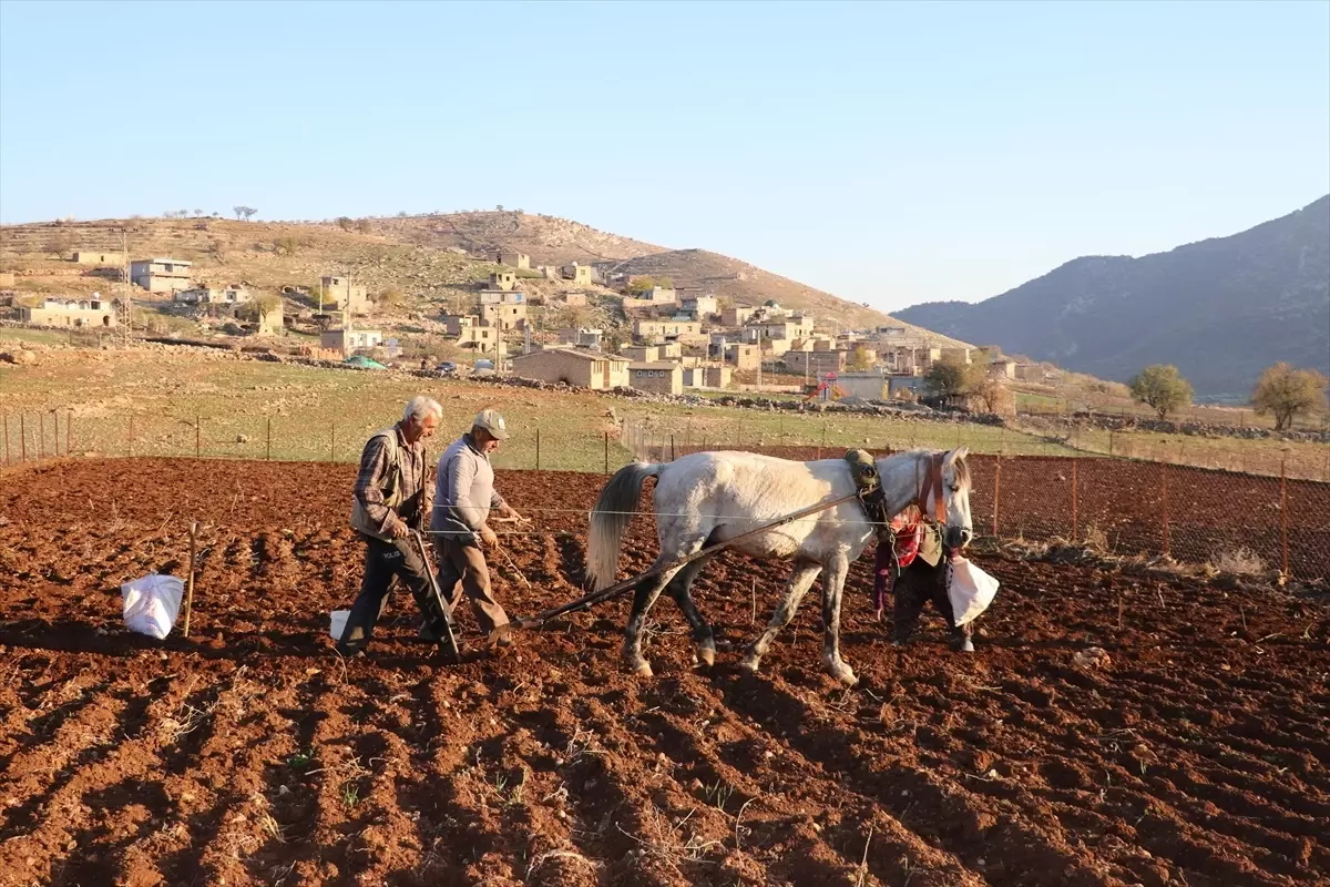 Hasankeyf’te Coğrafi İşaretli Mehina Sarımsağı Ekimine Hız Verildi