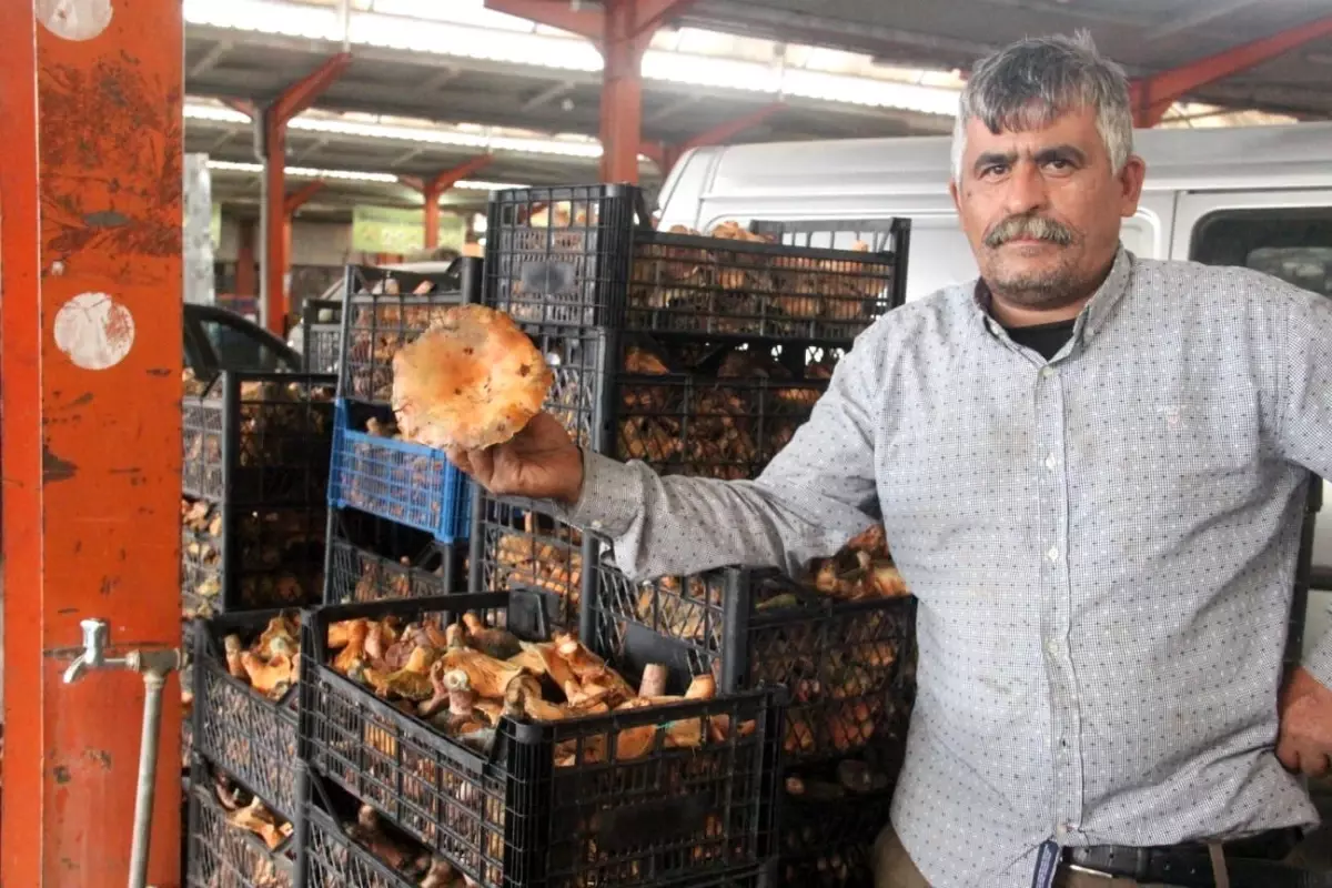 Bayramiç’te Kanlıca Mantarının Fiyatı 100 Liraya Çıktı