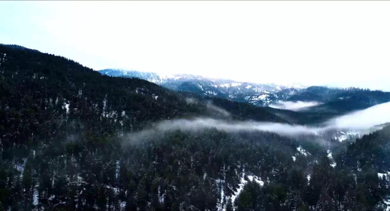 İlgisi Çekici! Ilgaz Dağı Karla Büyülüyor