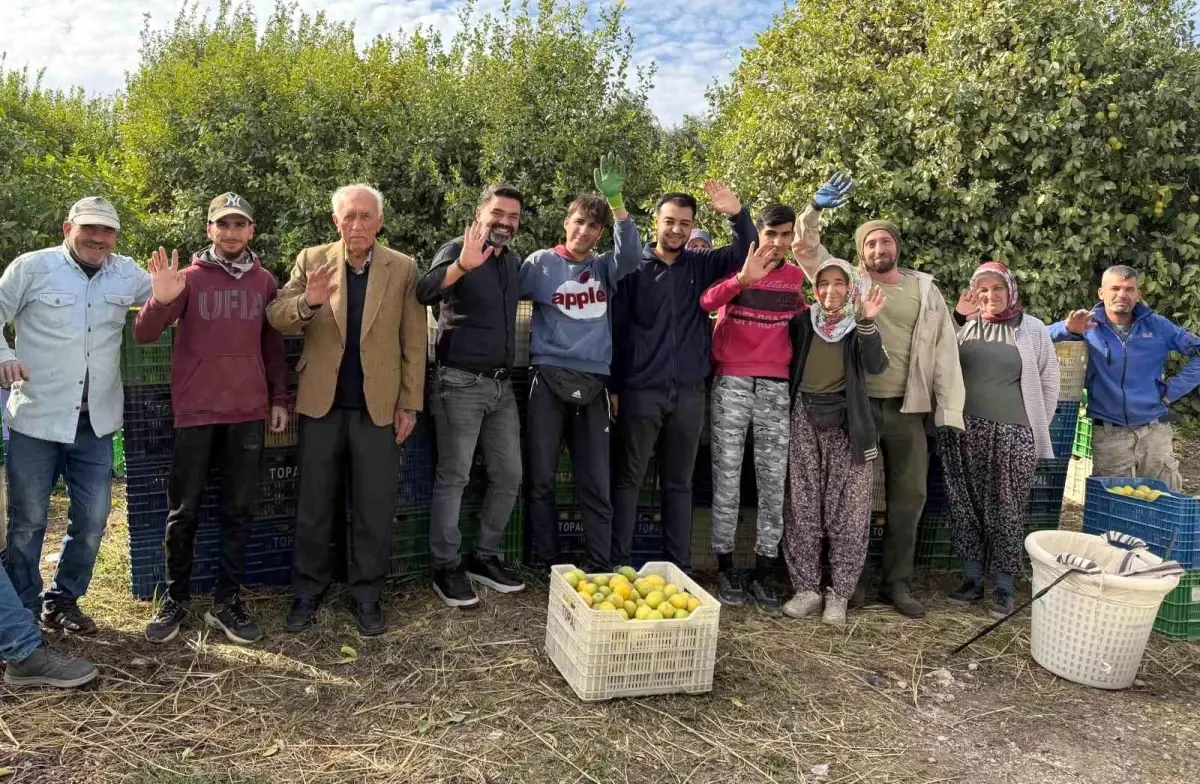 Mersin’de Limon Hasadı Resmen Başladı