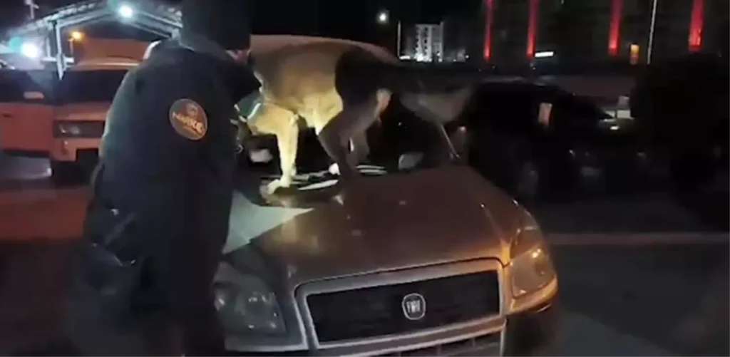 Bitlis’te 6 Kilo 100 Gram Skunk Uyuşturucu Ele Geçirildi