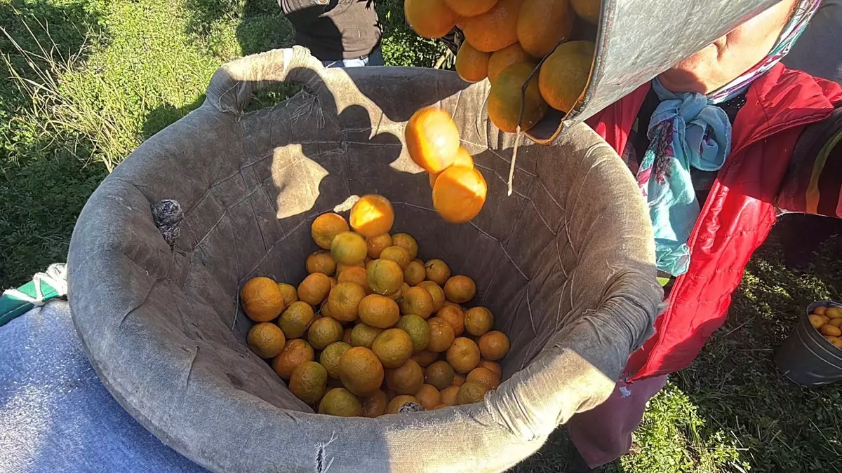 Bodrum Mandalinası Hasadı Resmen Başladı, Rekolte 3 Bin Tonun Altında!