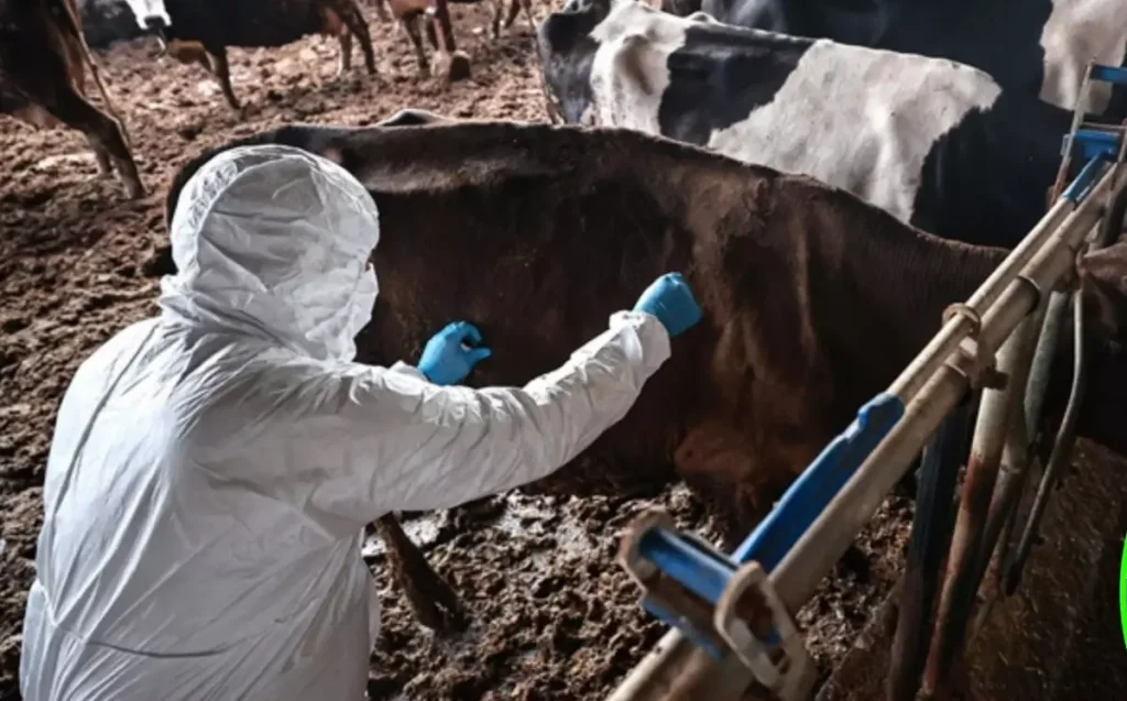 Bolu’da Şap Hastalığı Karantinası Sonlandı, Hayvan Pazarı Yeniden Açıldı!
