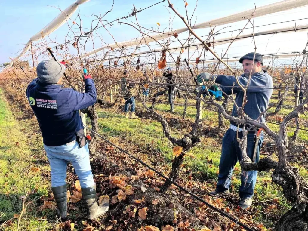 Buldan’da Üzüm Bağlarında Budama Çalışmaları Başladı