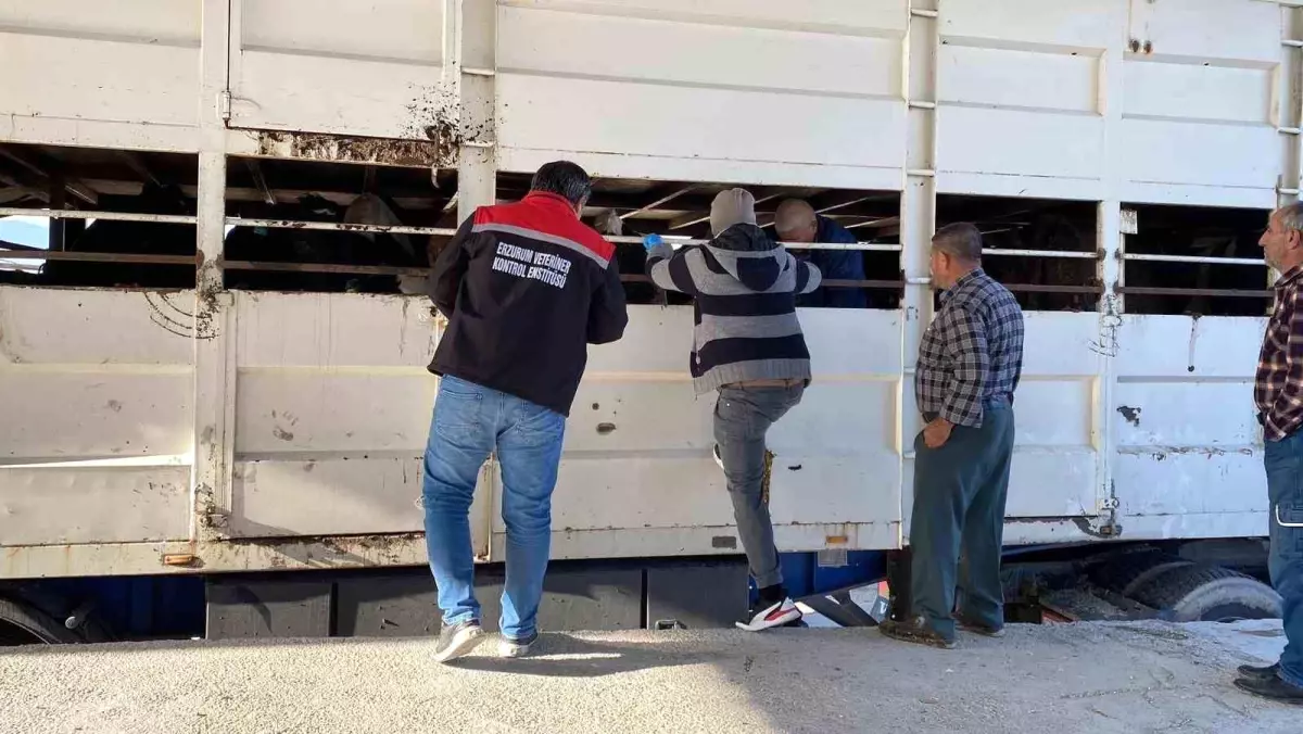Burdur’da Küpesiz Hayvan Taşıyan Besiciye 170 Bin Lira Ağır Ceza!