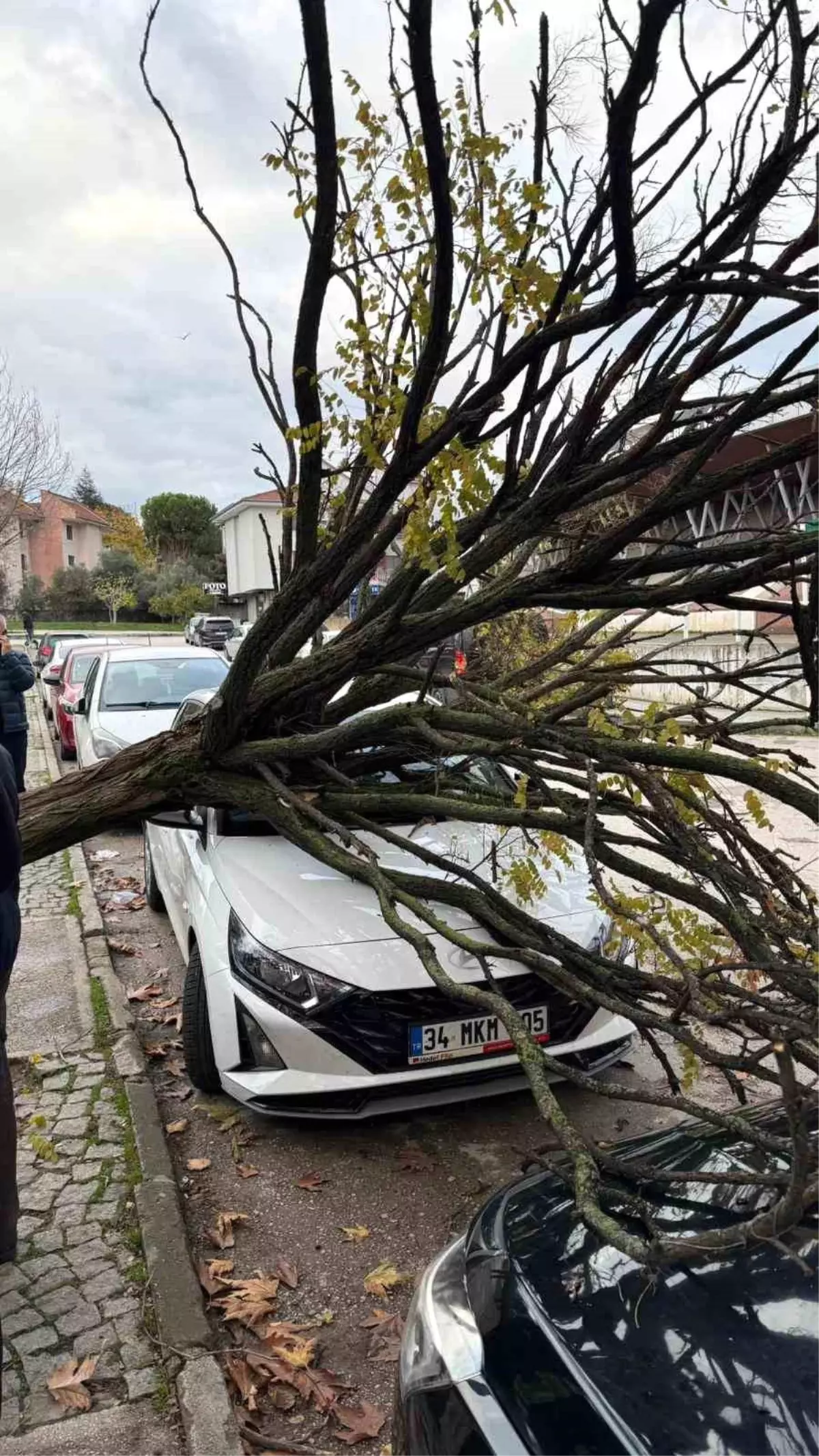 Bursa’da devrilen ağaç korku dolu anlar yaşattı