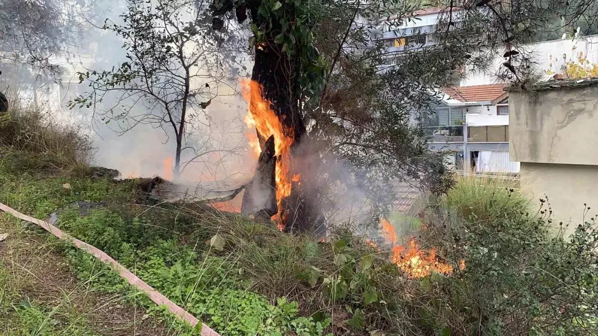 Mudanya’da Çamlık Yangını Hızlı Müdahale ile Kontrol Altına Alındı