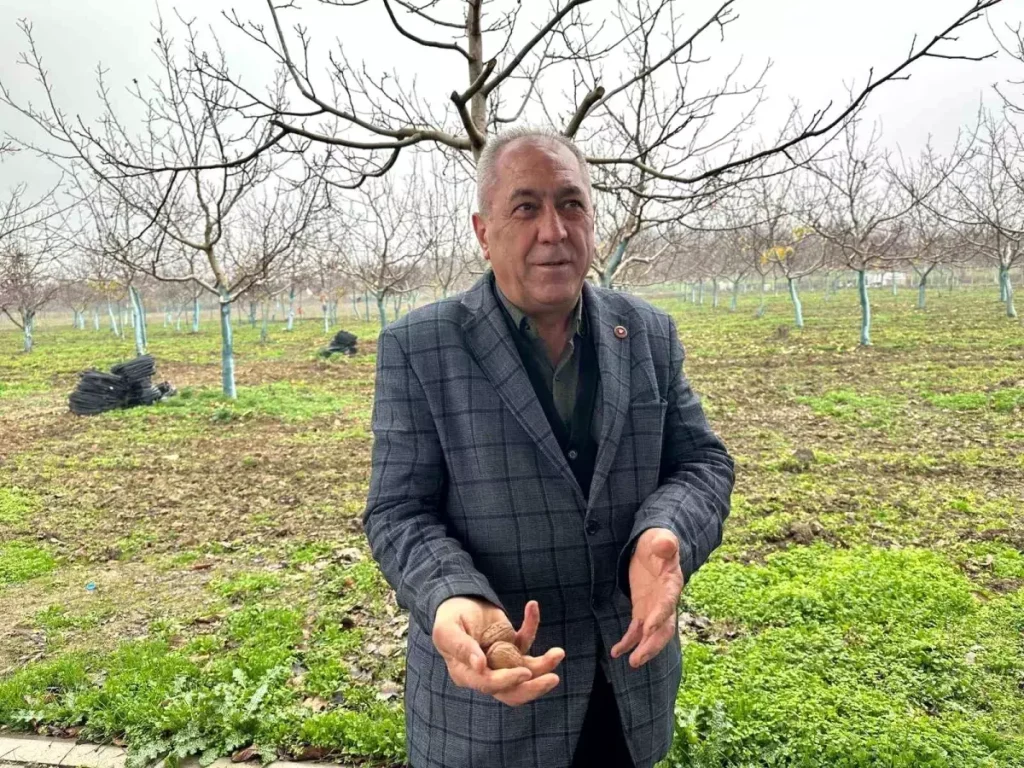 İnegöl’de Ceviz Üretimi Gençlerin Umudu Oldu