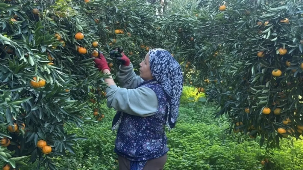 Bodrum Mandalinası Hasadı Başladı: Rekoltede Düşüş ve Fiyat Dalgalanmaları