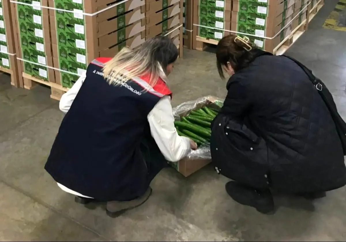 Tekirdağ’dan Hollanda’ya Salatalık İhracı Kontrol Edildi