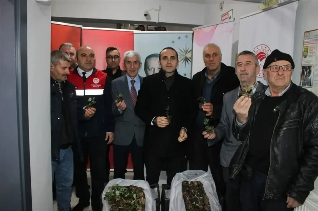 İskilip’te Çiftçilere Hibe Destekli Çilek Fidesi ve Ceviz Fidanı Dağıtımı