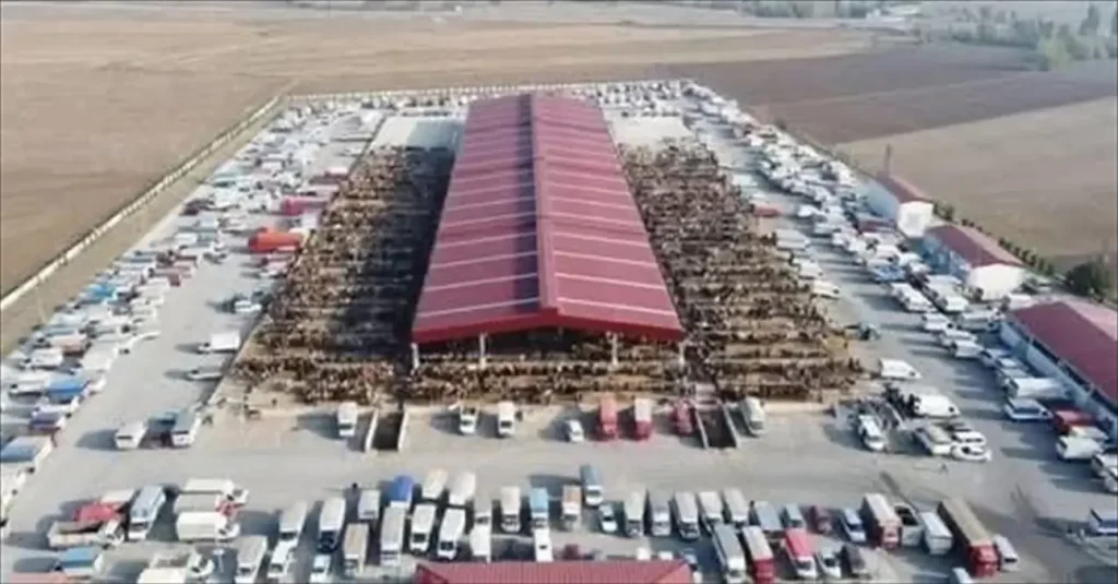 Çorum’da Ruhsatlı Hayvan Pazarları 29 Aralık’ta Tedbirli Şekilde Yeniden Açılıyor