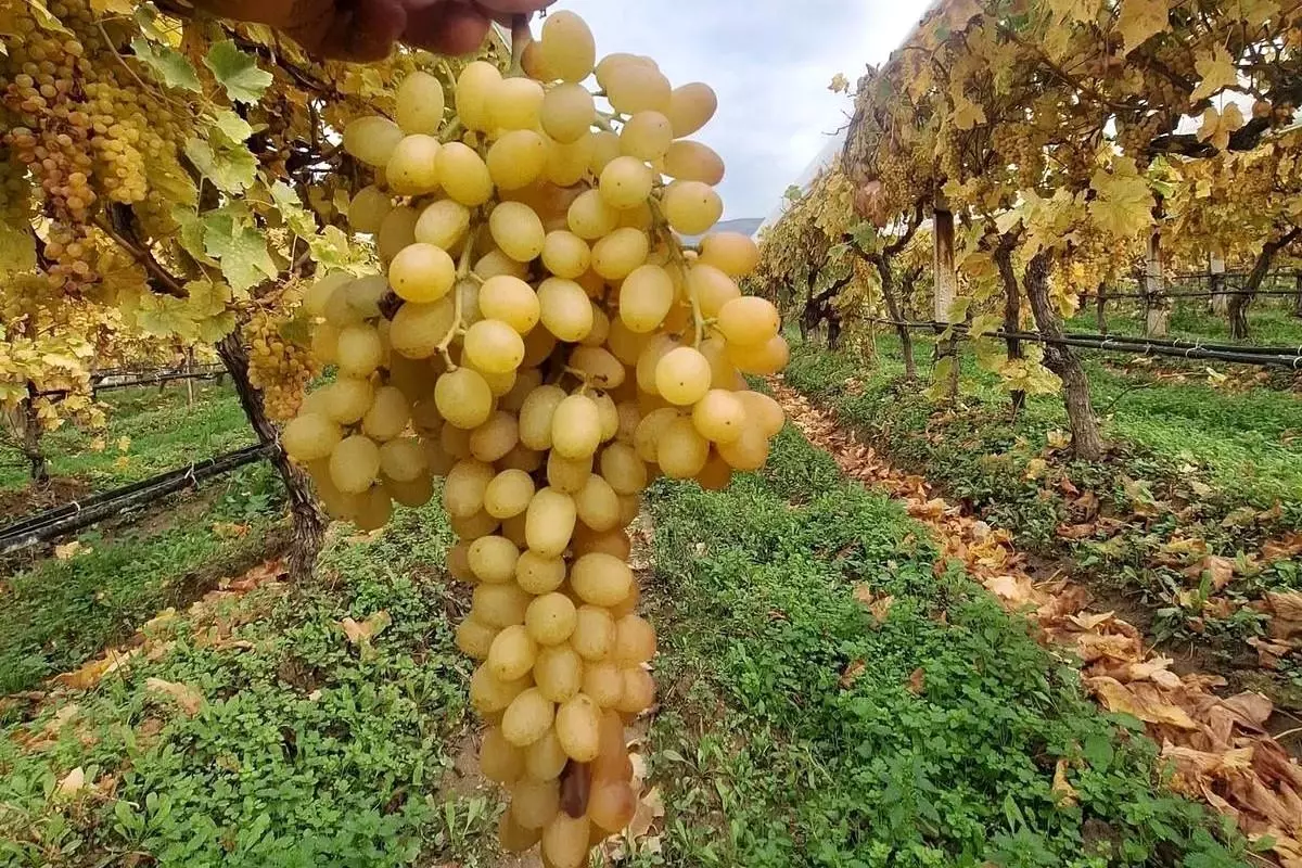 Taze Sultaniye Üzümleri Uzun Süre Dalında Kalıyor