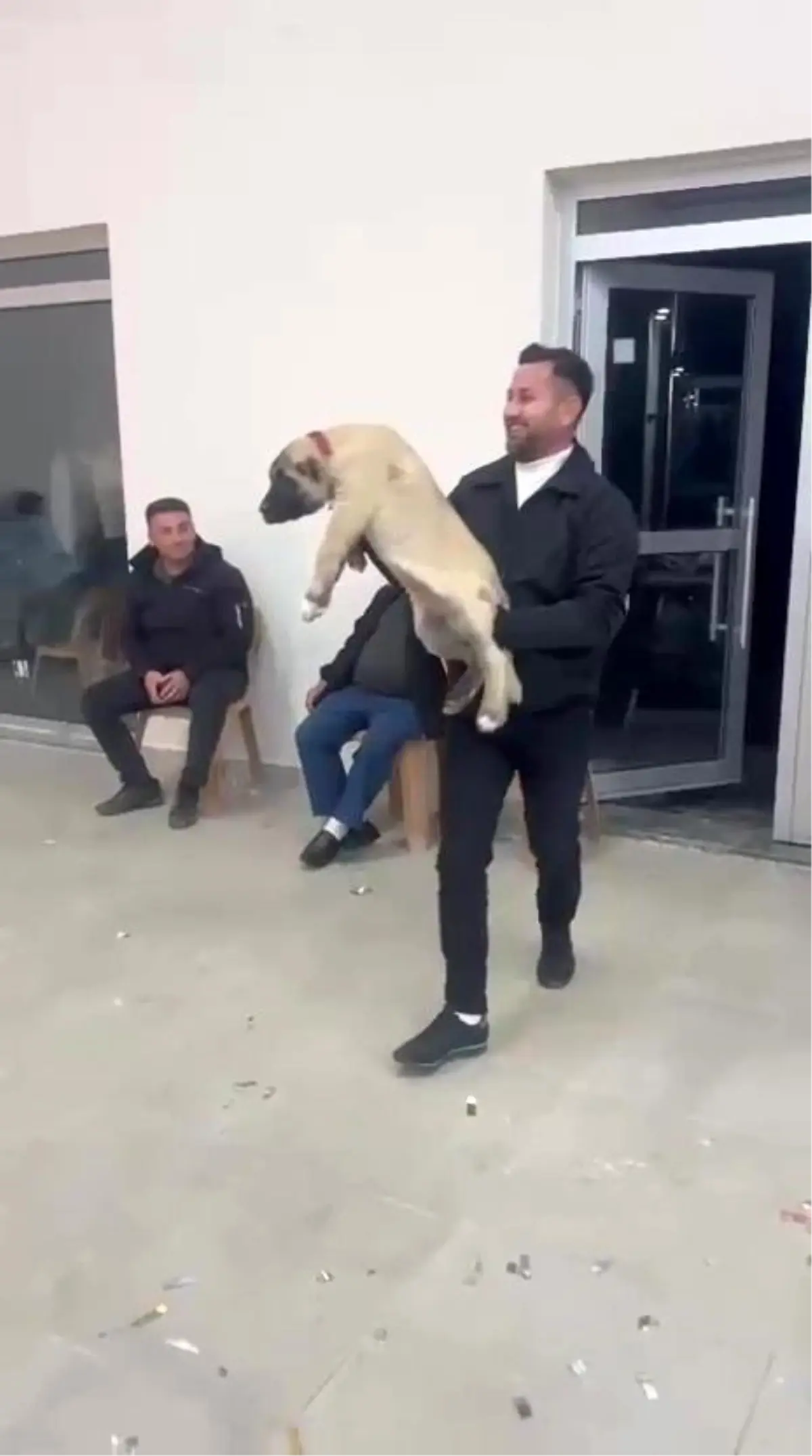 Düğün Hediyesi Olarak 100 Bin TL’lik Çoban Köpeği Şaşkınlık Yarattı