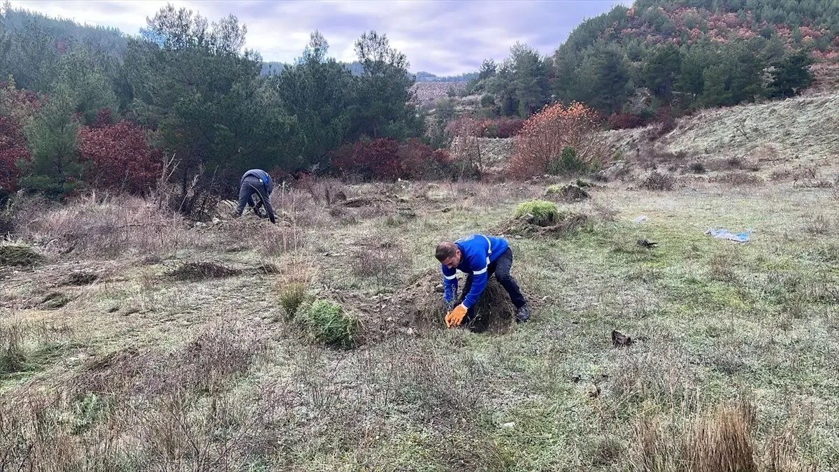 Demirci’de Boş Arazilere Fidan Dikimi Başladı