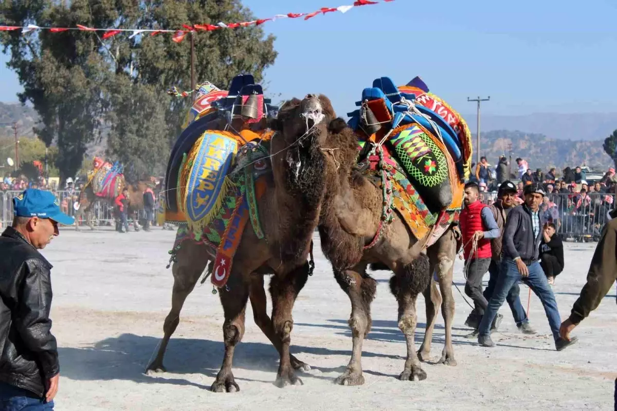 Deve Güreşleri Aşılama Sorunuyla Ertelendi