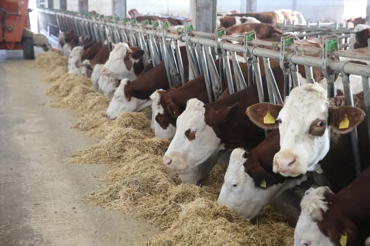 Hayvancılıkta Başarı: 4’ten 80’e