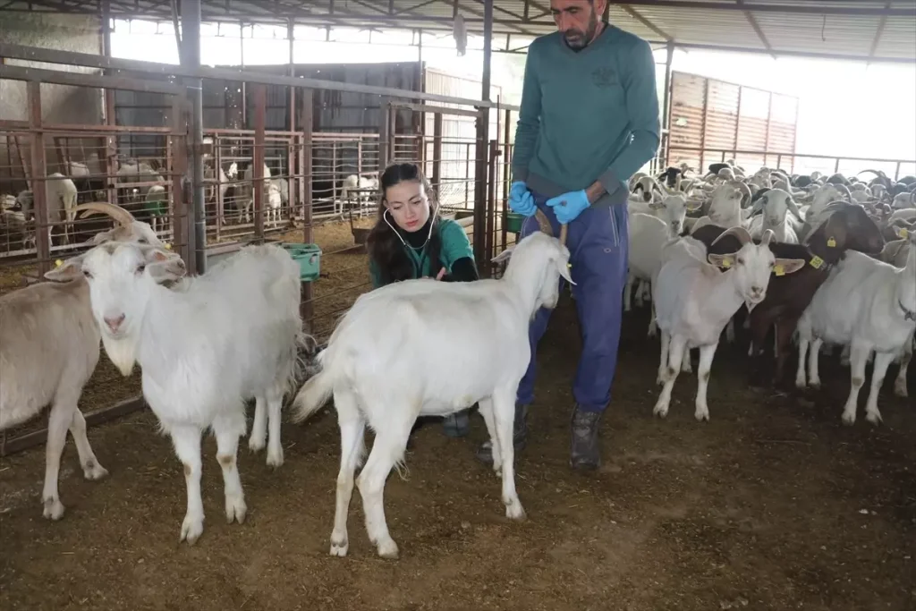 Veteriner Bilgenur Karaçor’un Koyun ve Keçi Sütü Başarısı: Adana’da Kırsal Kalkınmanın Yeni Yüzü