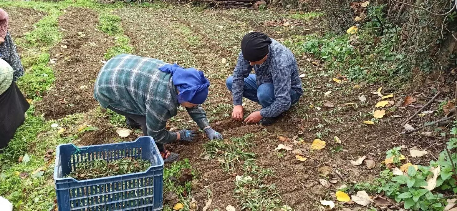 Zonguldak’ta Salep Yetiştiriciliği Çiftçilerinin Yeni Umudu
