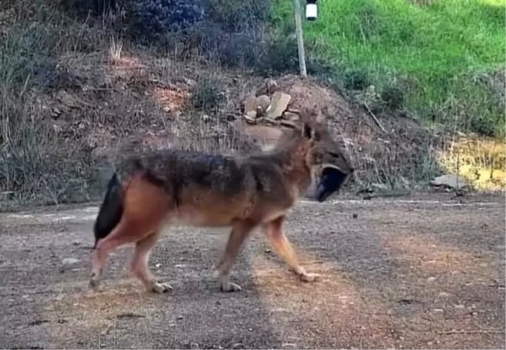 Kumbağ’da Fotokapanlarla Yaban Hayatı İzleniyor