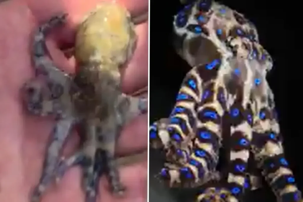 Dünyanın En Ölümcül Deniz Canlılarından Birine Dokunan Turist Tehlikeyi Sonra Fark Etti