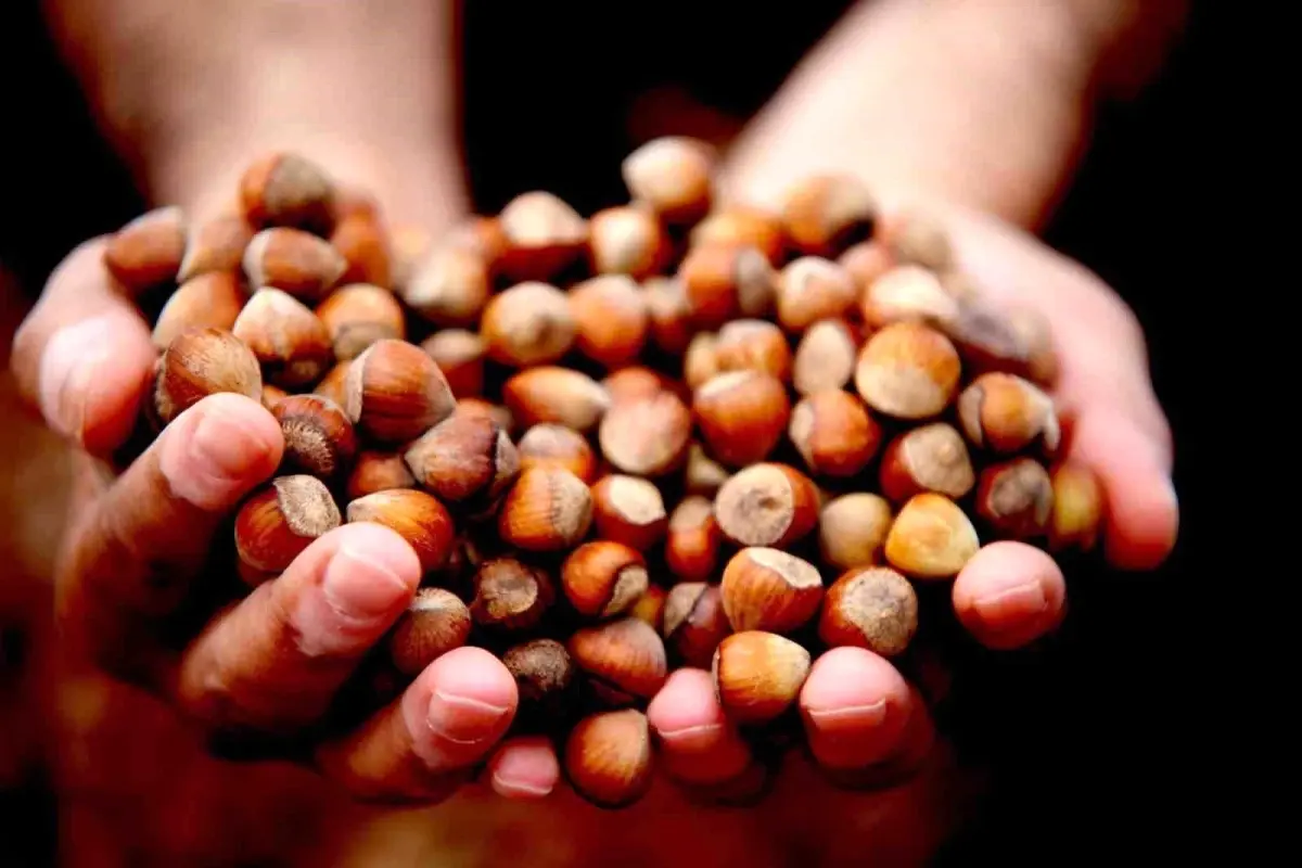 Düzce’den 16 Bin Ton Fındık İhracı