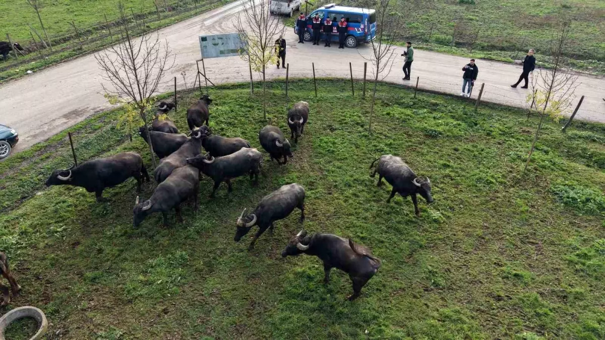Düzce’de Manda Yetiştiriciliği Projesi ile Sürü Kalitesi Artıyor