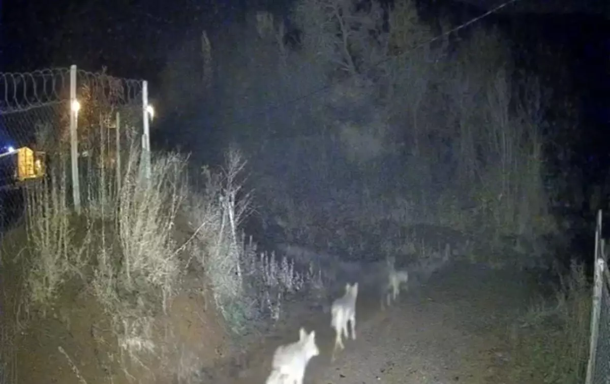 Elazığ’da Gece Kurt Görüntüleri