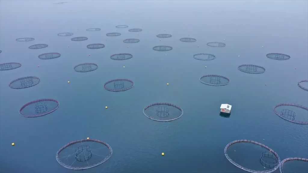 Elazığ’da Havyar Üretim Üssü Kuruluyor