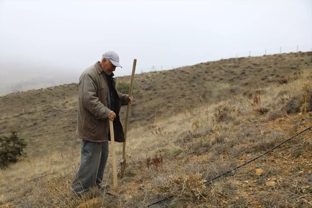Emekli Öğretmen İlhan Menekşe’nin 700 Hünnap Fidanı ile Çubuk’taki Tarım Devrimi