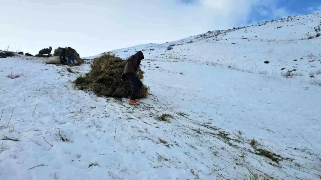 Kızakla Kış Hazırlığı: Erciş Köylülerinin Nesilden Nesile Aktardığı Ot Taşıma Geleneği