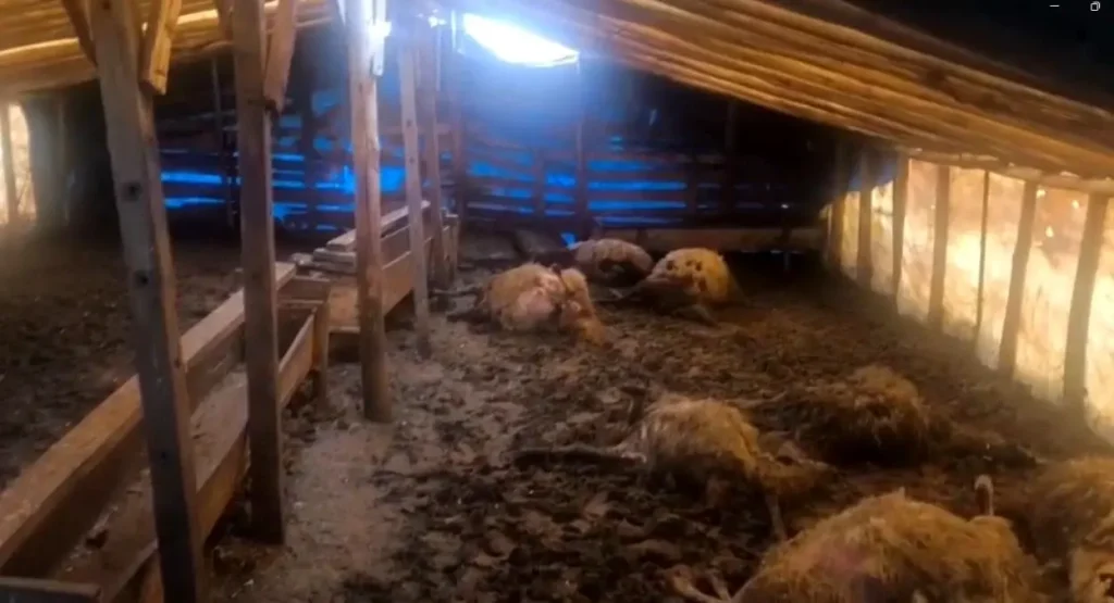 Kurt Saldırısı Koyunları Telef Etti