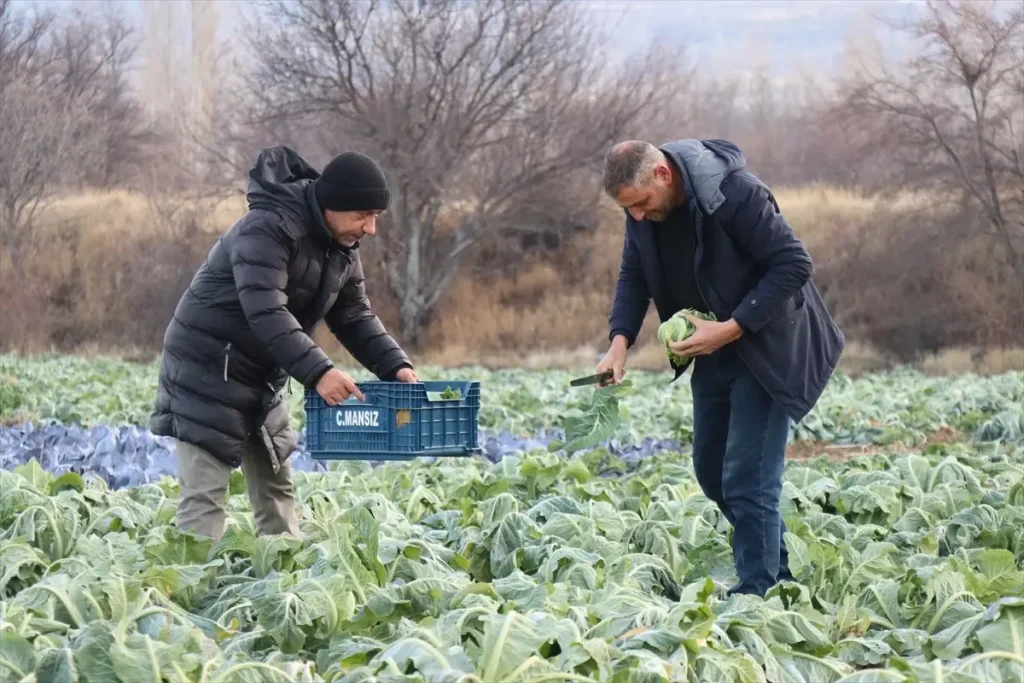 Erzincan’da Mikroklima Avantajı ile Kış Aylarında Açık Alanda Sebze Üretimi Genişliyor