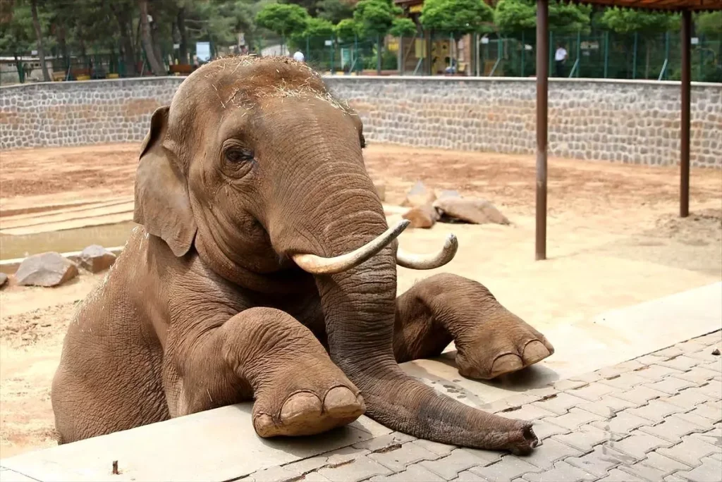 Fatma Şahin’den CHP’li Başarır’a Yalanlama: Fil Gabi Hayatta!