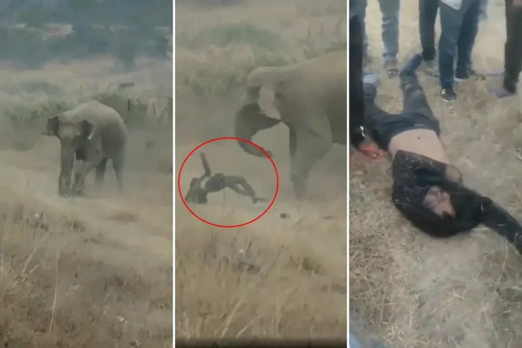 Fil sürüsü köylülere saldırdı! 4 kişi ezilerek can verdi, tehlike hâlâ devam ediyor