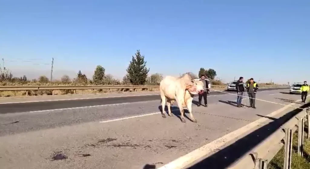 Firari anguslar uyuşturucu iğneyle tek tek avlandı