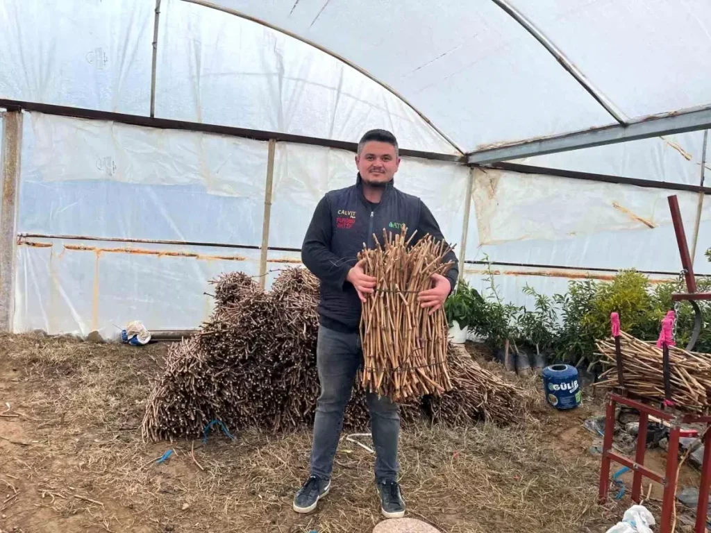 Genç Girişimcilerden Üzüm Fidanı Üretiminde 700 Bin Hedefi