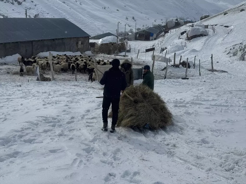 Yüksekova’da Besiciler Kış Zorluklarıyla Mücadele Ediyor
