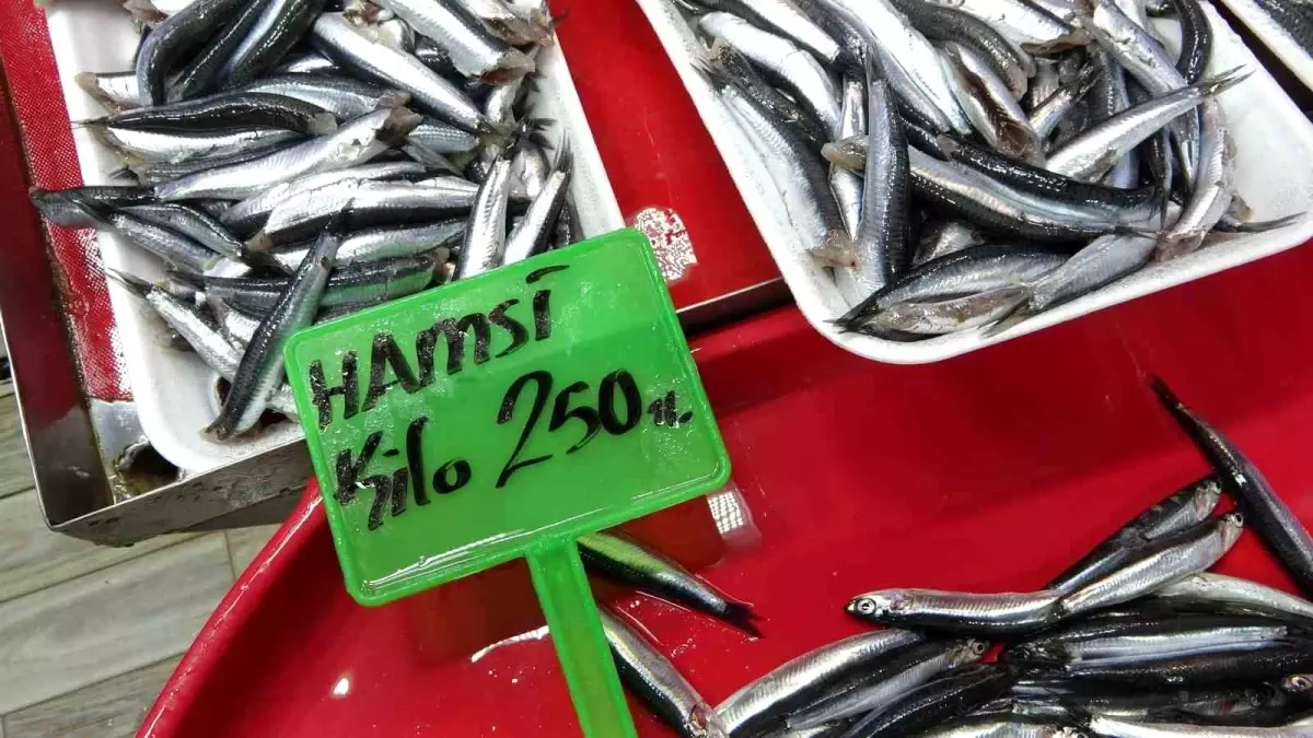 Hamsi Avında Yoğun Baskı