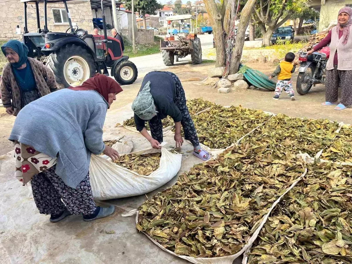 Buldan’da Tütün Hasadı Başladı