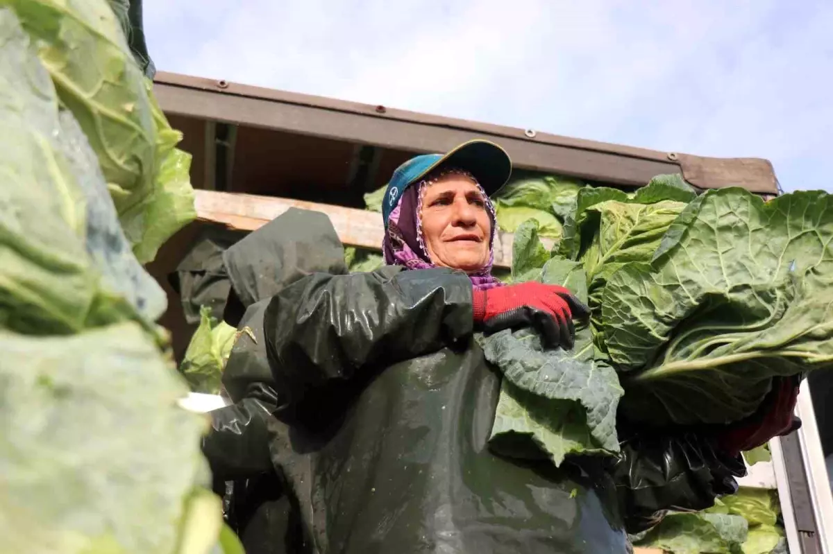 Kadın İşçiler Tarımda Güçlü Rol Oynuyor
