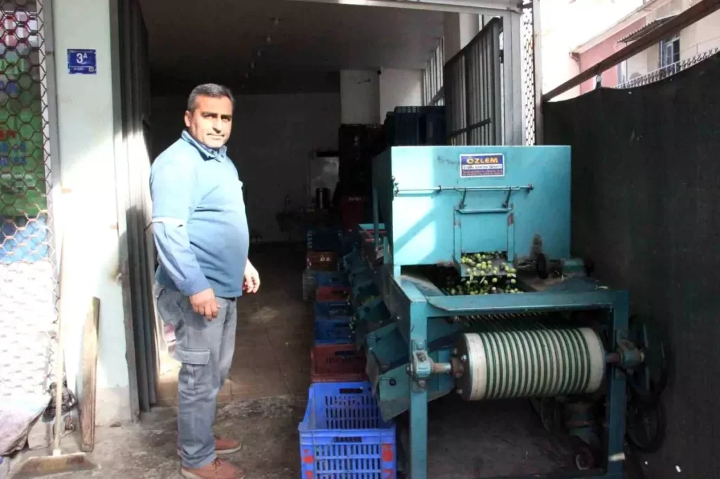 Aydın’da Zeytin Hasadı Devam Ediyor: Kalite ve Boy Ağırlığıyla Pazara Açılıyor