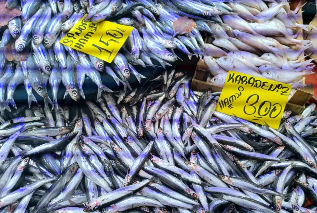 Hamsi Tezgahları Dolup Taşıyor