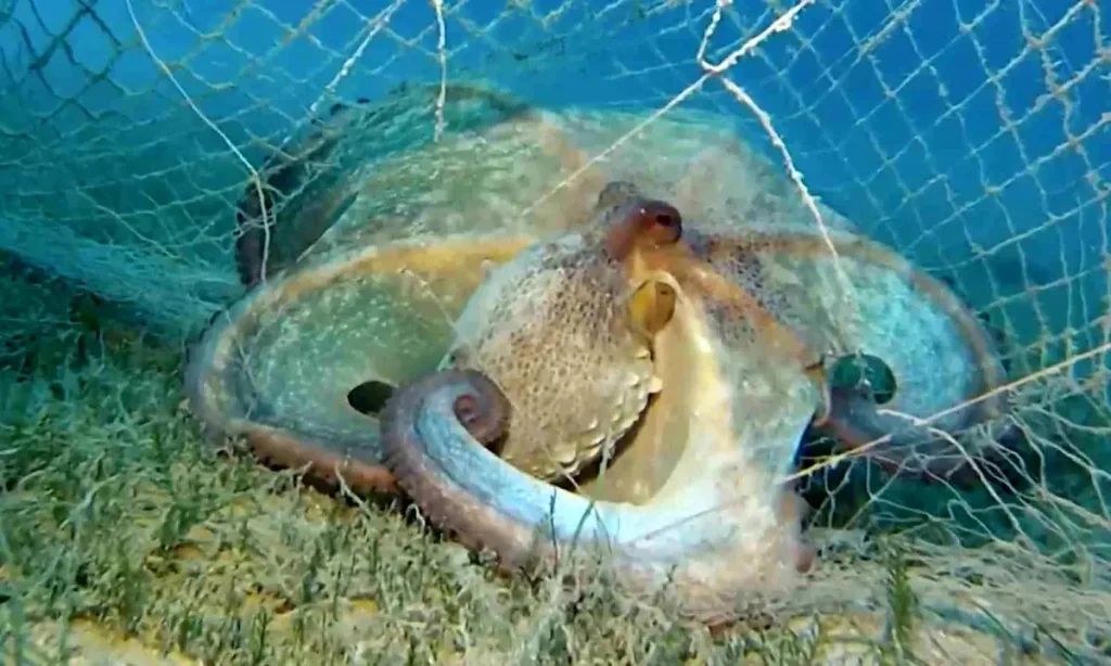 Hayalet Ağlarla Mücadele: 360 Bin Metrekare Temizlik