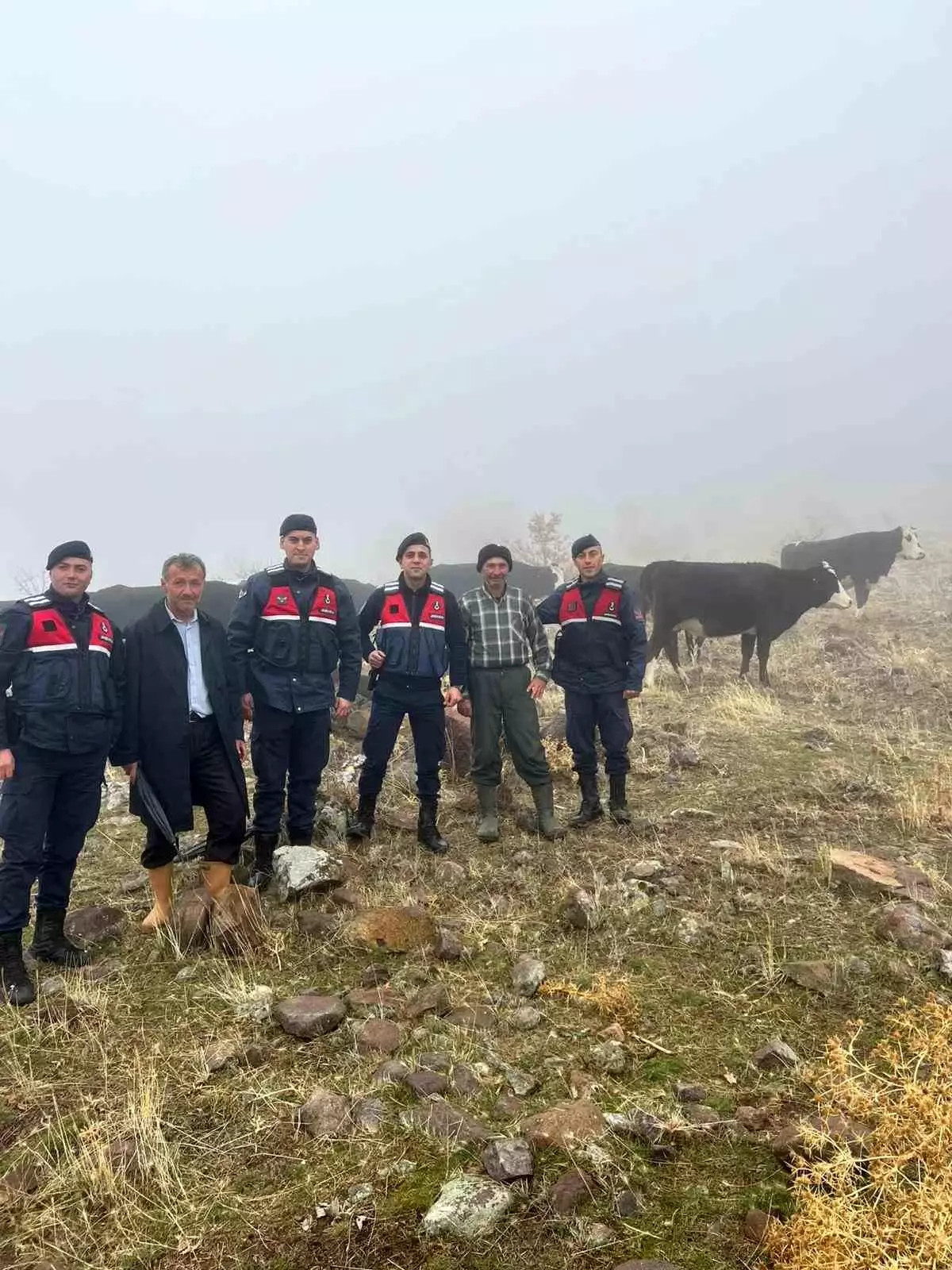 Kaybolan Hayvanlar Jandarma Tarafından Bulundu