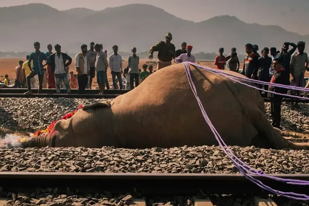 Hindistan’da Tren Filleri Ezdi: 7 Ölü