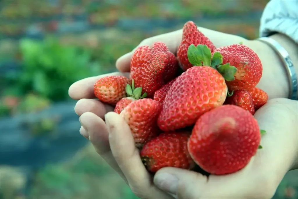 Hobi Olarak Başladı, Çilek Talebine Yetişemiyor!