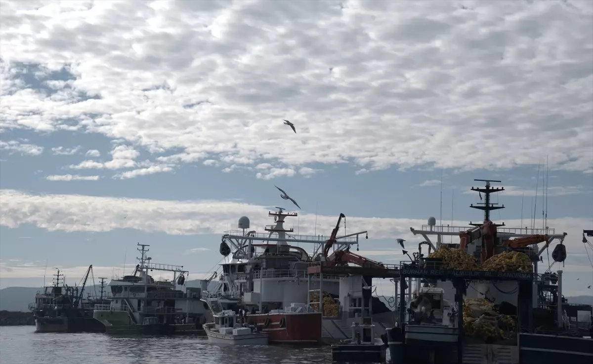 İğneada’da Hamsi Avı Şölenine Dönüş: Kasalar Dolu, Piyasa Canlanıyor