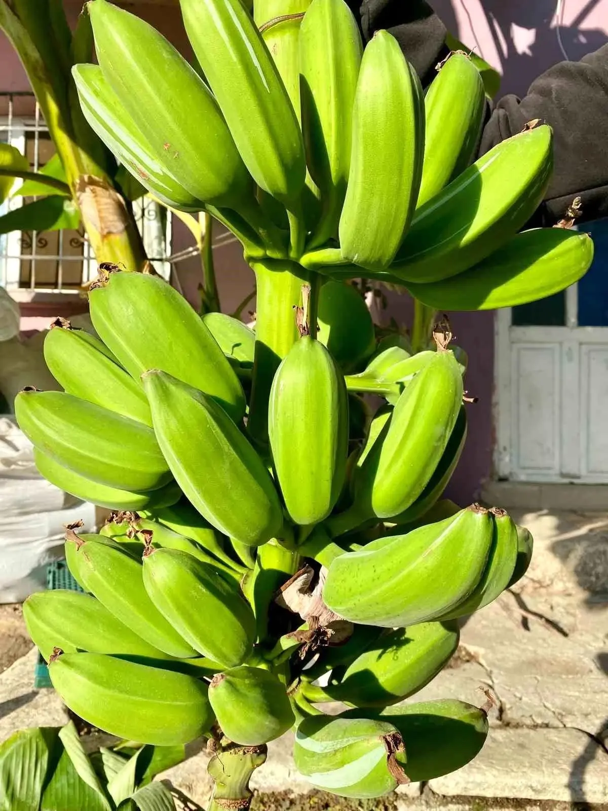 Denizli’de Muz Yetiştiriciliği Başarısı